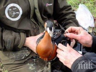 златна гъска храни еколозите