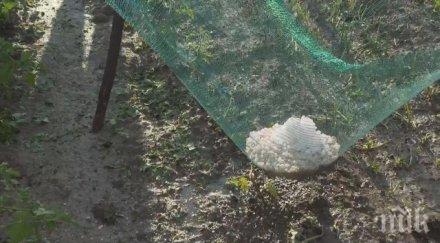 ледените късове летница все разтопили