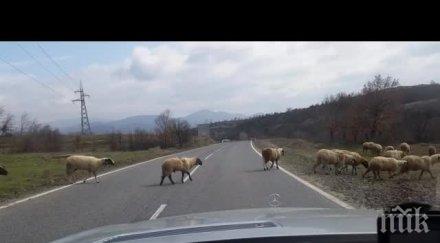стадо овце сблъска камион цистерна кръгово кръстовище