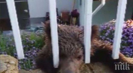 експерт мечките витоша виждаме все често