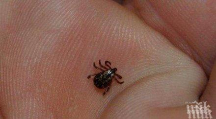 ужас кърлежа извадиха главата дете