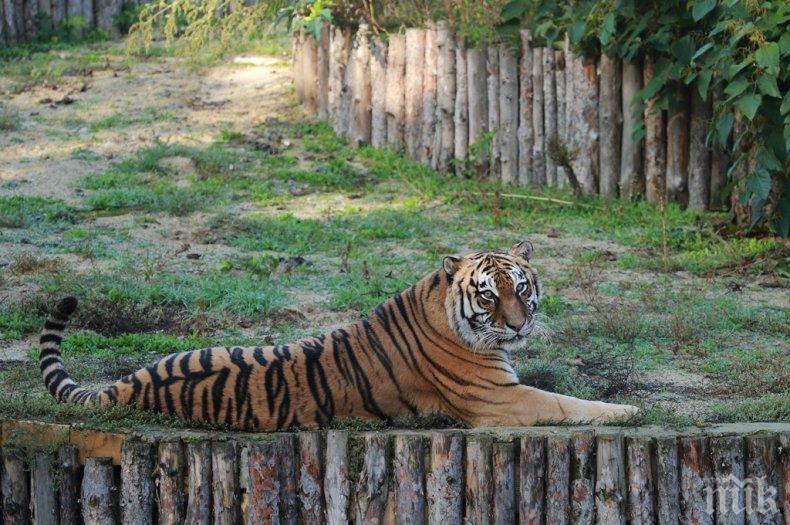 Свободен вход в столичния зоопарк на празника
