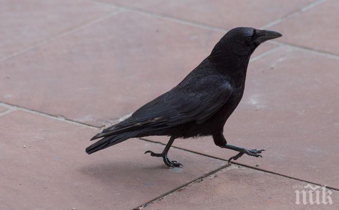 НАПАСТ: Московчани пропищяха от агресивни гарвани