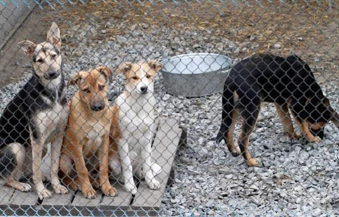 Жители на радомирско село излязоха на протест срещу съседка с 40 кучета