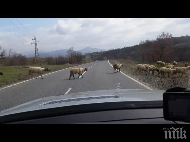 Стадо овце сблъска камион и цистерна на кръгово кръстовище