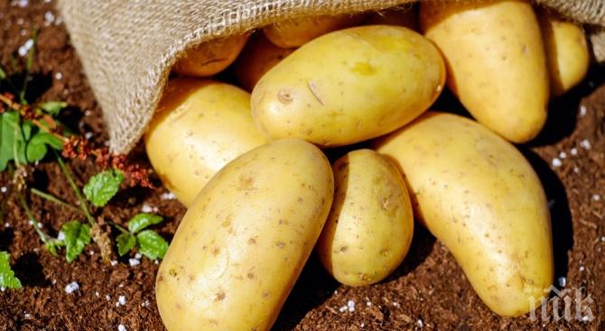 АБСОЛЮТЕН РЕКОРД: Картофите поскъпнаха с 250% за година
