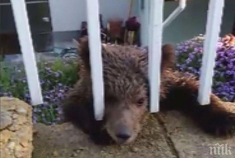 Експерт: Мечките на Витоша са над 15, ще ги виждаме все по-често