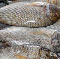 УДАР: Извадиха 70 килограма риба от бракониерски мрежи в язовир 