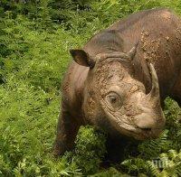 ЗАГУБА: Почина последният мъжки суматрански носорог в Малайзия (СНИМКА/ВИДЕО)