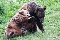 Паника в Родопите - мечка с две мечета обикаля над село Могилица (СНИМКИ)