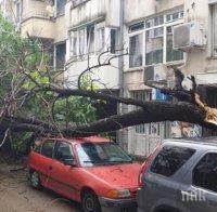 Дърво се разцепи и премаза коли във Варна (СНИМКИ)