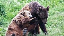 Паника в Родопите - мечка с две мечета обикаля над село Могилица (СНИМКИ)