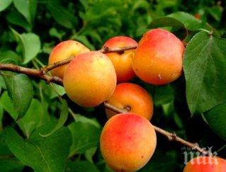 русия вдигна забраната внос плодове северна македония