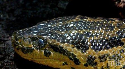 чудо анаконда роди непорочно зачатие