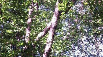 германци висяха два часа дърво катастрофа самолет