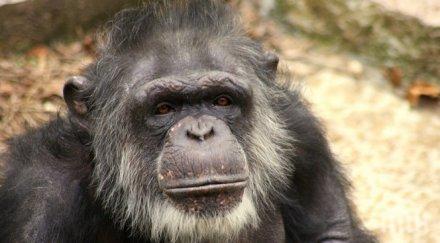 търсят осиновители животните зоопарка айтос