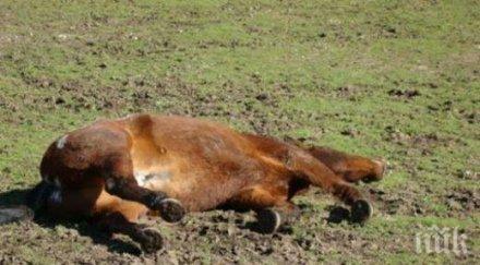 ужасяващо откриха умъртвени коне село панагюрище