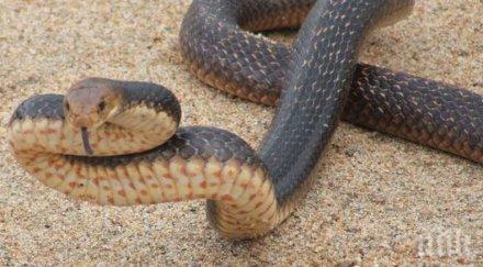 учени опровергават австралия дом смъртоносните животински видове