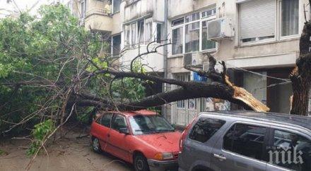 дърво разцепи премаза коли варна снимки