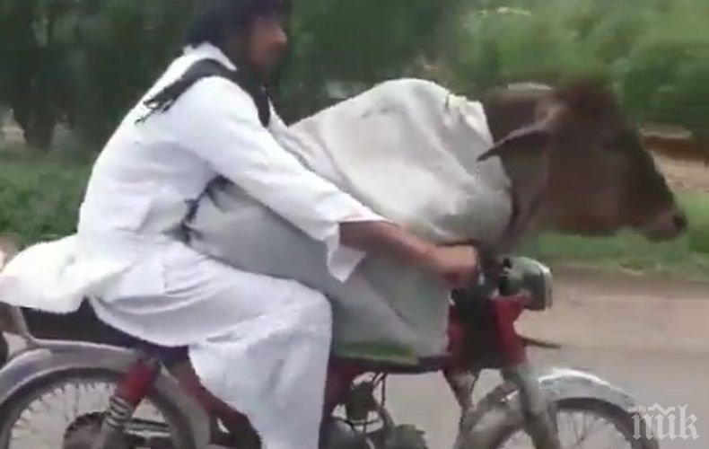 Хит: Крава на мотоциклет предизвика фурор в социалните мрежи (ВИДЕО)