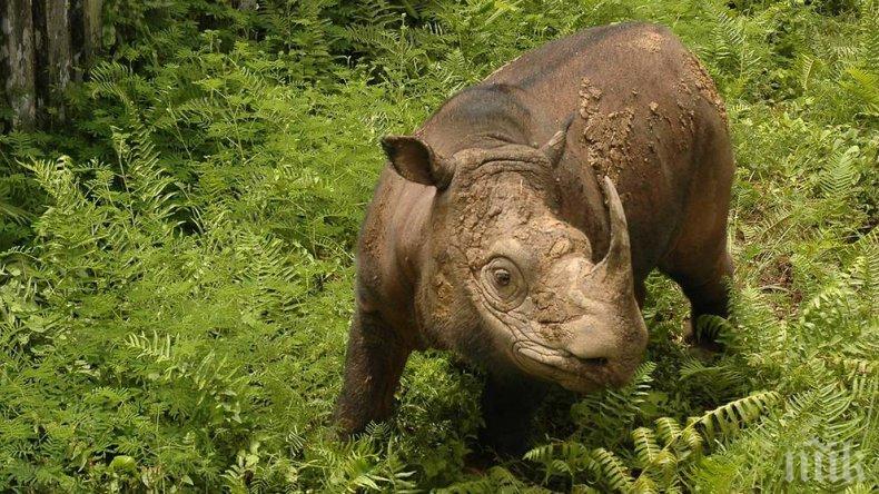 ЗАГУБА: Почина последният мъжки суматрански носорог в Малайзия (СНИМКА/ВИДЕО)