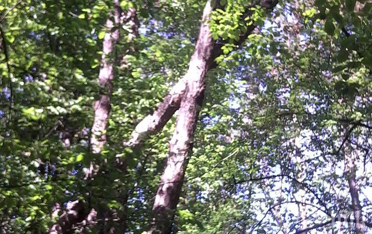 Германци висяха два часа на дърво след катастрофа със самолет