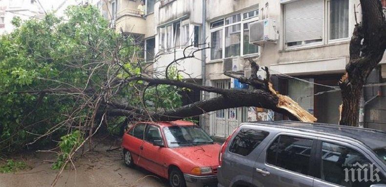 Дърво се разцепи и премаза коли във Варна (СНИМКИ)