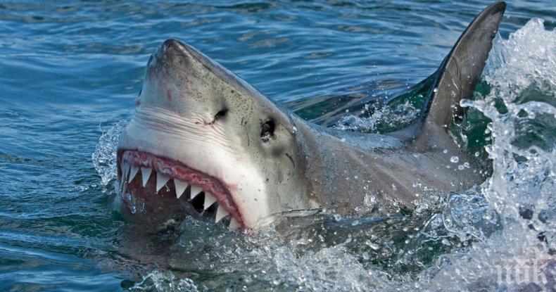 Акула отхапа крака на 10-годишно момче край бреговете на Австралия