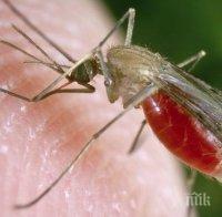 ГМО гъбичка убива комарите, пренасящи малария
