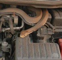 СТРЕС: Змия се шмугна в кола в Монтана