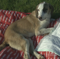 БРУТАЛНО: Изверг прегази бездомно куче с аудито си (ВИДЕО 18+)