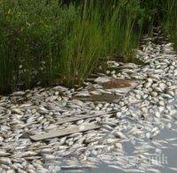 Смрад и измряла риба в Стара река край Кричим