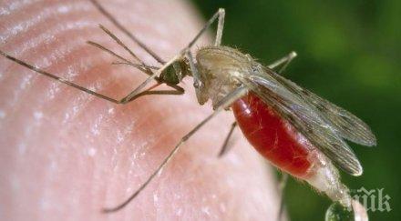 гмо гъбичка убива комарите пренасящи малария