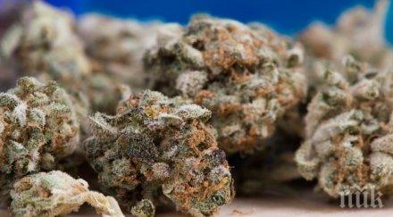 нова дрога ямайка айс трови децата