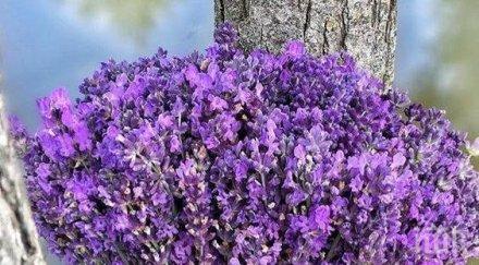 звездите говорят успее бърза