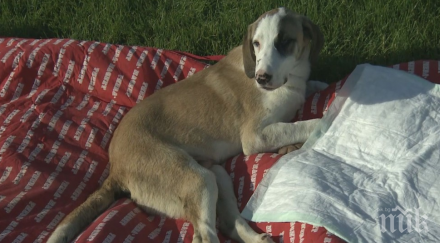 брутално изверг прегази бездомно куче аудито видео