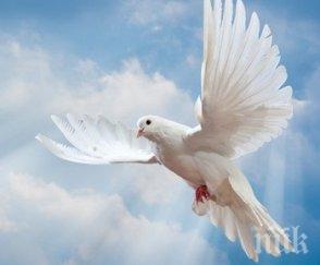 шофьор нарушител спести 105 евро глоба заради гълъб