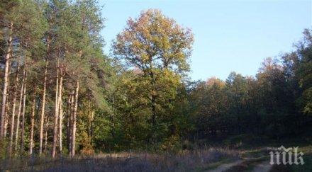 дърводобивният бранш алармира напрежение