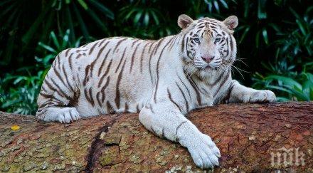 две малки бели тигърчета пристигнаха никарагуа