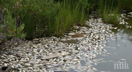 смрад измряла риба стара река кричим