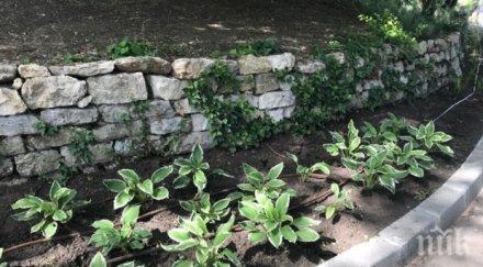 напаст масово крадат цветя морската градина варна