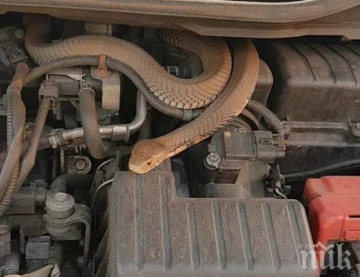 СТРЕС: Змия се шмугна в кола в Монтана