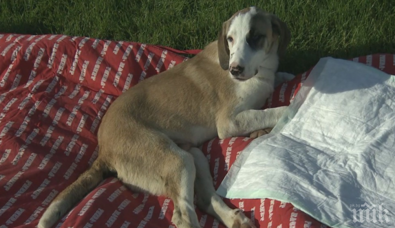 БРУТАЛНО: Изверг прегази бездомно куче с аудито си (ВИДЕО 18+)