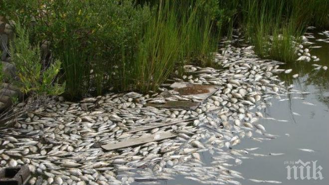 Смрад и измряла риба в Стара река край Кричим