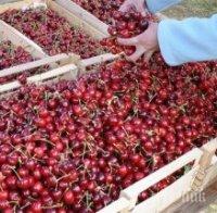 Изкупуват ранните череши в Кюстендилско за 60 стотинки