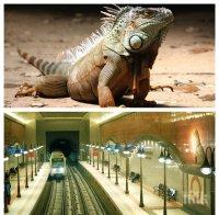 ПЪРВО В ПИК: Игуана се вози гратис в софийското метро (СНИМКА)