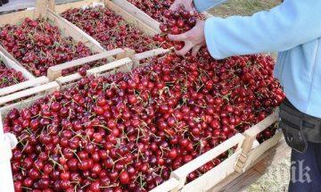 изкупуват ранните череши кюстендилско стотинки