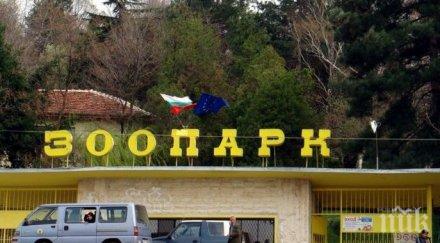 крадци свиха фуража зоопарка благоевград