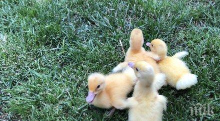 родопите кокошка излюпи патенца