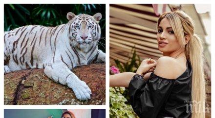 първо пик плеймейтката марешка снима бял тигър путин снимки